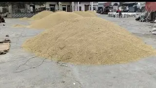 3=1=2026 हांसी अनाज मंडी में धान के ताजा भाव 