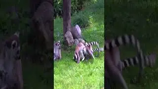 Lemurs Monkeys Madagascar Primates Lemur#shorts