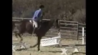 Nancy Degan Gymnastics  for   Hunter-Jumpers