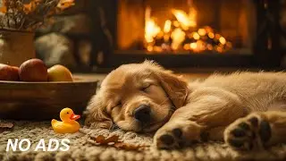12 часов музыки для снятия тревоги разлуки🐶 Успокаивающая музыка для сна собак💖Музыка для глубокого🎵