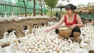 TIMELAPSE: 226 Days Harvesting Many Duck Eggs | Using a 3-Wheeled Truck to Go to Market