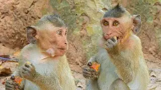 Welcome Back Poor Orphanage Baby Monkey Dustin Look So Good, Dustin Still Good Health And Strong...