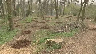 Aufforstung im K&uuml;niglberg Wald
