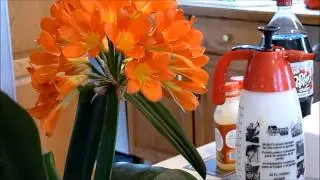 Опыление цветка кливии от Clivia USA