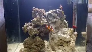 Instalando acuario marino nano lomas 18 litros como se hace ?? Peces mismo dia
