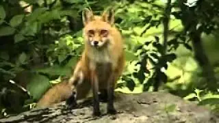 Red Fox Cry -hilarious & terrifying!