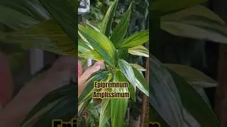 Ta roślina wygląda jak z dżungli 😍🌿 #epipremnum #roslinydomowe #planttok #urbanjungle #zielonydom