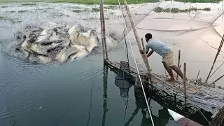 Traditional Net Fishing 💖 Fishing With Net 🖤 Amazing Net Trap