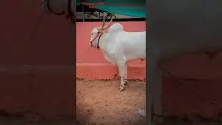 EL DORADO khillar Bull 🔥.#subscribe