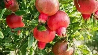 अनार|anar ke phall /anar ke varieties|top pomegranate fruit plant varieties #pomegranent #shorts ,🍏🍎