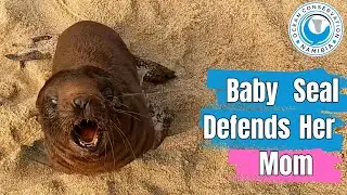 Baby Seal Defends Her Mom