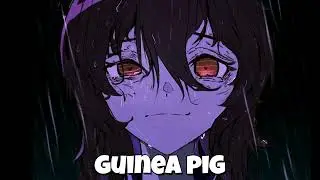 Uma Musume - Guinea Pig