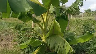 Mission Farm Agriculture