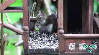 Cute Squirrel Close Up Eating Bird Seed and Peanuts