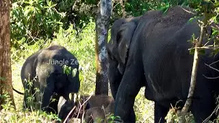 Indian Wildlife Safari - Elephant Calf With Mom and Sister