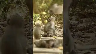 Lovely Newborn Baby Monkey - Cambodia Animals Lover #short