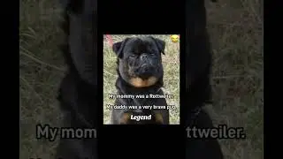Legendary dogs delivering laughs #dogs