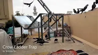 How to trap Crow  (with Viet subtitles)