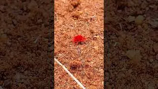 Red Velvet Mite out to play after the first tiny rainfall after Winter.