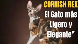 Tu Mascota Ideal, Cornish Rex