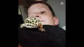 Sorry that im really late for the trend #leopardgecko #cute #trend #reptiles #late