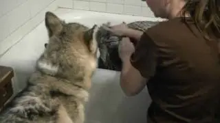 Siberian Husky Shiloh gets a Bath