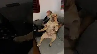 Bruce Henrique is having a break! ❤️ #dog #pets #puppy #funnydogs