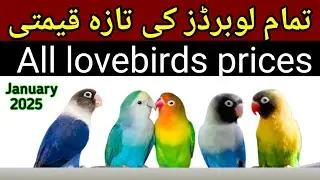 All lovebirds new prices 2025 || love birds in pakistan  || @khybersocialtv