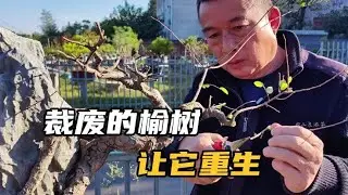 2年前这盆榆树裁废了，再修剪清爽多了Two years ago, this elm tree was cut down, and it's much fresher to prune it again