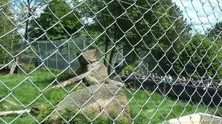 Dartmoor zoo Tiger feeding