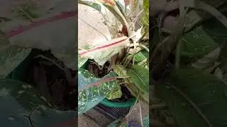 My 1st plant sale ama nindu creations