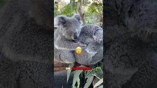 Why Do Koalas Hug Trees 😳
