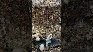 Shaggy mane (Coprinus comatus) ink cap mushrooms on your compost pile mean it&rsquo;s working