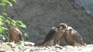 ハヤブサの子供達