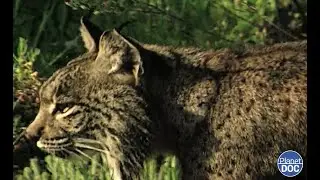 El felino más amenazado del planeta: el Lince Ibérico y su vida en el Parque Nacional de Doñana