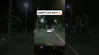 International Cat Day! 🐾