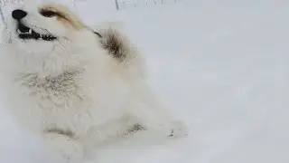 Jagger Fox does zooms in the snow 🦊❄️