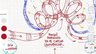Insuficiencia renal, parte 3: Tasa de filtrado glomerular
