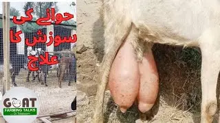 Udder Oedema in Goats /Causes/Prevention/Treatment