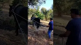 Cavalli al lavoro nelle campagne di San Marzano di San Giuseppe.