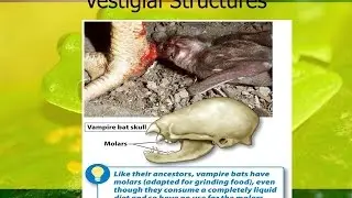 Video 2 Vestigial Structures