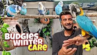 Birds care tips for winters | birds ko sardio me kese paalein! #trending #viralvideo #birds #bird