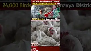 AP Bird Flu Outbreak: 24,000 Birds Dead in Annamayya | Government Steps Up Measures