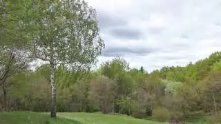 Sound of Birch Tree Swaying in the Wind 1 Hour / Relaxing Sound of Wind and Birds Singing