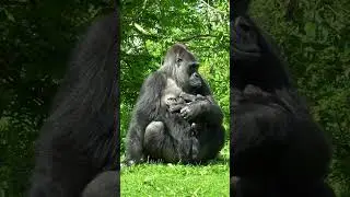 Baby gorilla massages his milk bar #gorilla #tamidol #makongo