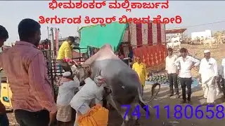 ಚಡಚಣ ಜಾತ್ರೆ 2025|| Khillar breeder Sonya#cow 🐂🐂#viralvideo #cow #bull #khillarbull #bailgadasharyat