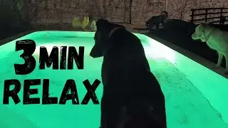 Calming Night: Dogs, Rain & Relaxing Music | Sleep & Relaxation