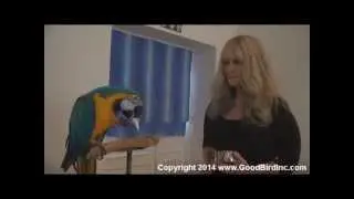 Parrot Training Workshop Sweden -Training Clips