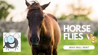 Why Are Flies on Horse Face?