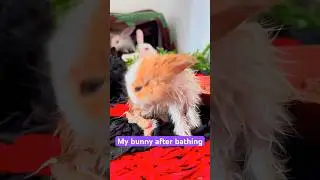 Cute bunny baby rabbit #bunny #bunnyvideo#rabbitvideos #rabbit